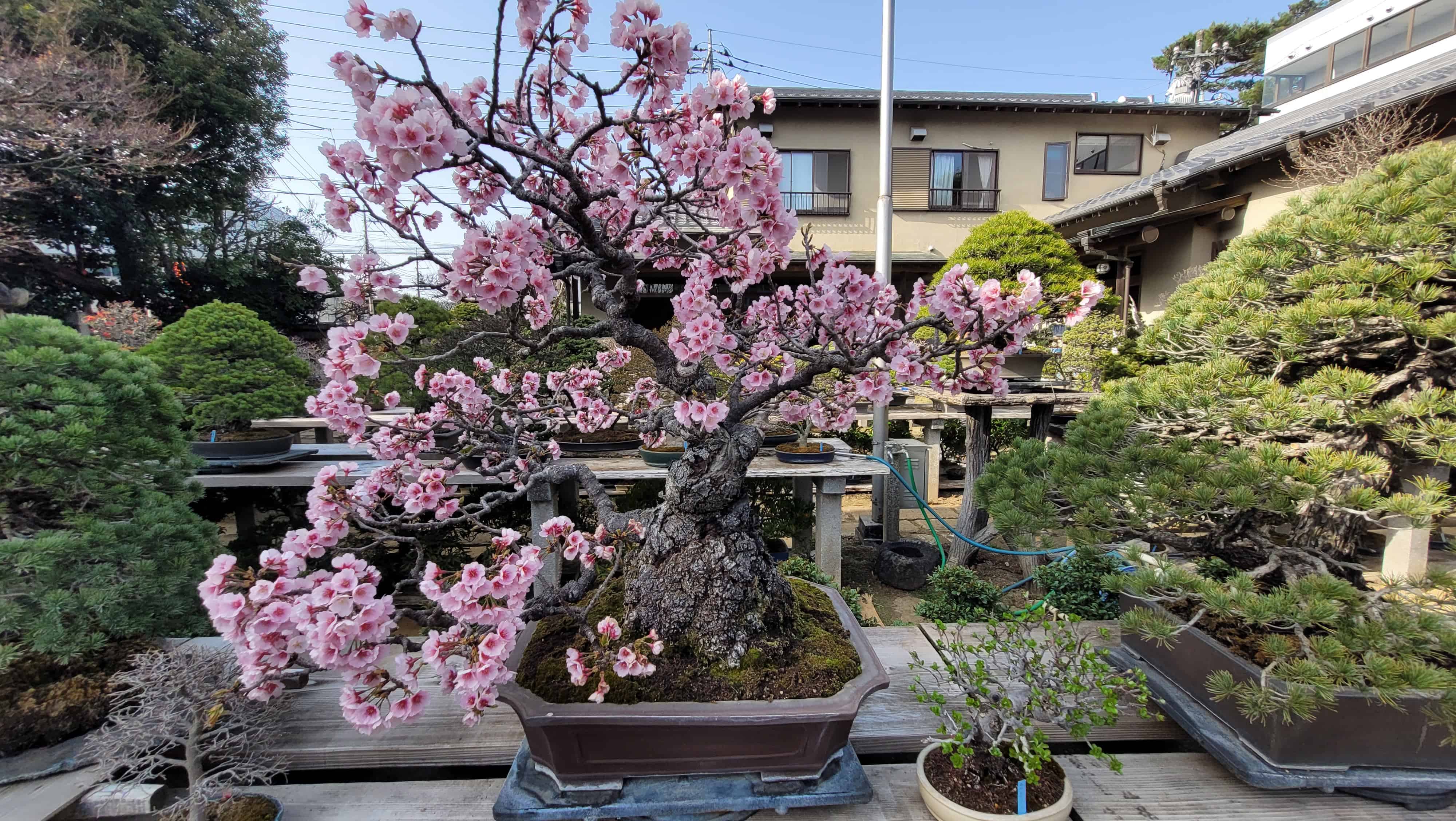 A plum bonsai tree from omiya in Japan
